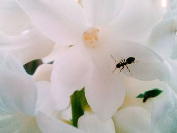 Close-up of white flower