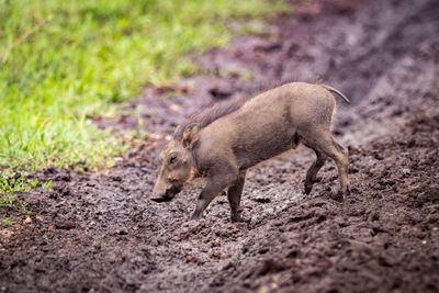 Close-up of warthog walking on field