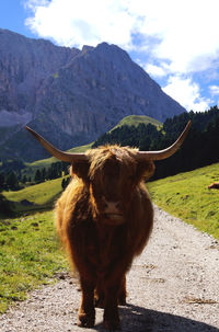 Horse standing on road amidst field against mountains