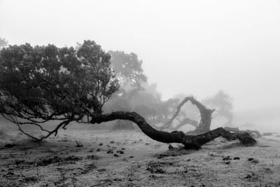 Tree on land against sky