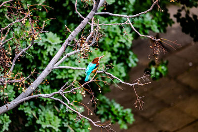 Close-up of bird perching on branch