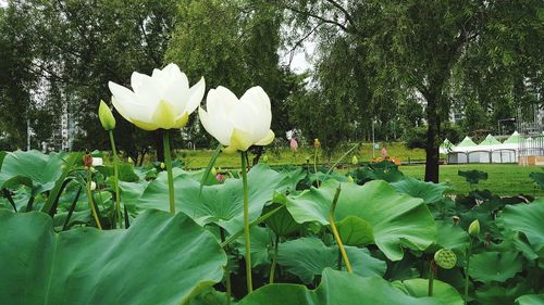 Close-up of lotus water lily in lake