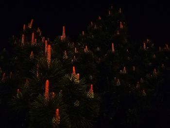 Close-up of illuminated trees on field against sky at night