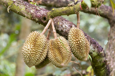 Close-up of fruit growing on tree