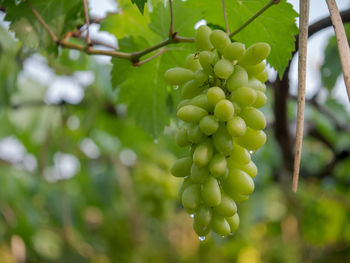 Close-up of berries growing on tree