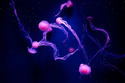 Jellyfish swimming in sea