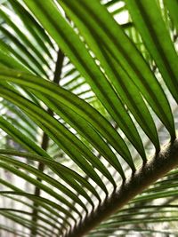 Close-up of palm leaf