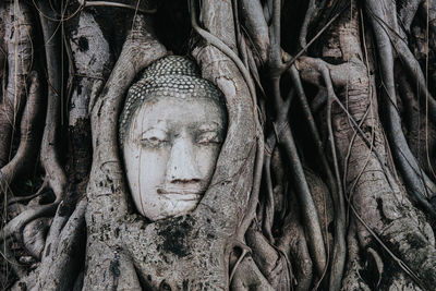 Buddha statue in tree trunk