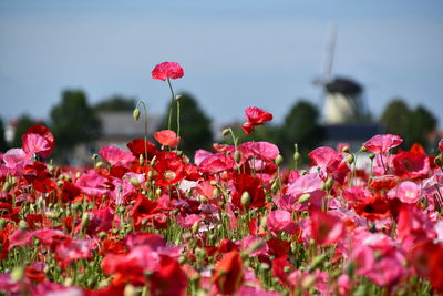 Dutch poppy field with windmill in the distance