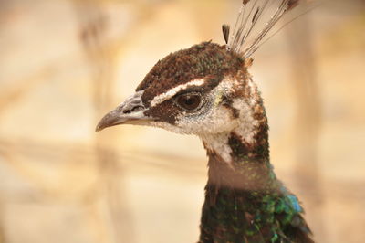 Close-up of a bird looking away