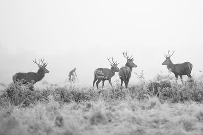 Deer standing on grassy field against sky