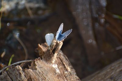 Close-up of wood on tree trunk