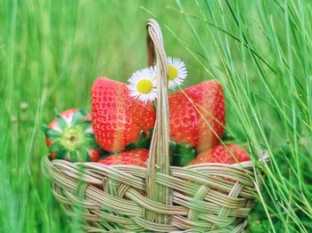 Close-up of strawberries on grass