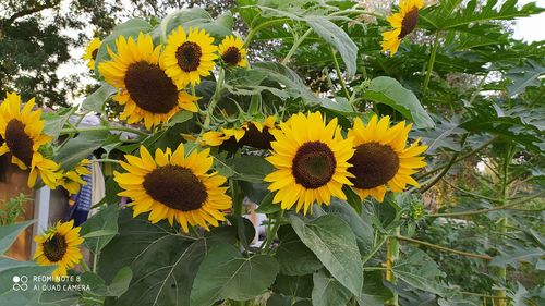 Close-up of yellow flowering plant