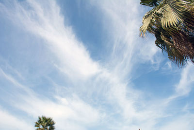 Low angle view of palm trees against blue sky