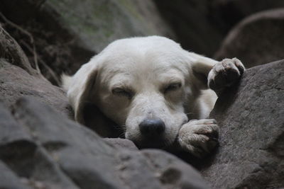 Close-up of dog resting on rock