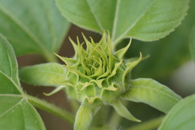 Growing sunflower 