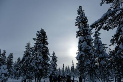 Low angle view of trees during winter