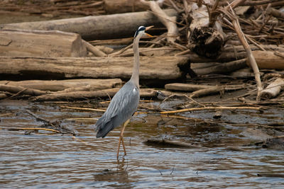 Spotting a heron at the lake of constance in altenrhein in switzerland 28.4.2021