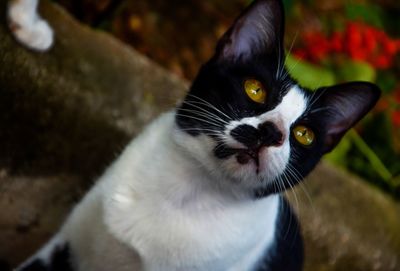 Close-up portrait of cat
