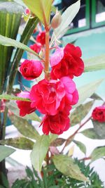 Close-up of red flowering plant