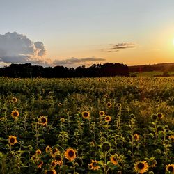 Scenic view of sunflower field against sky during sunset