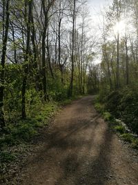 Road amidst trees in forest