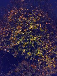 High angle view of trees growing in forest