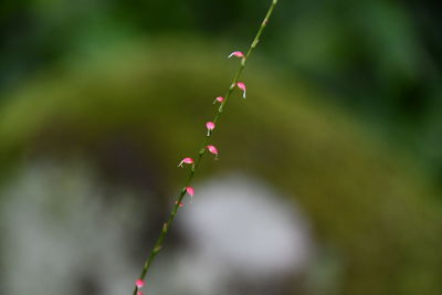 Close-up of pink flowering plant