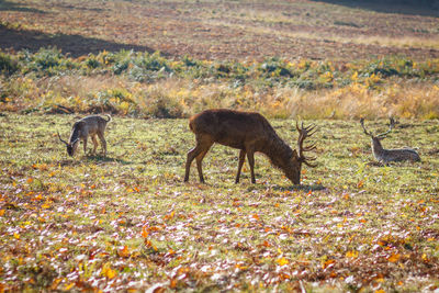 Deer in a field