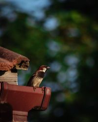 Close-up of bird perching on a feeder