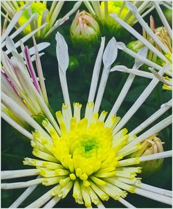 Close-up of yellow flower