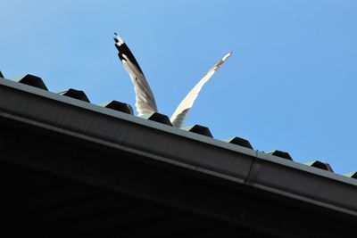 Low angle view of bird flying against clear sky