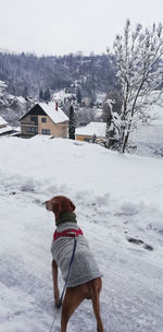 Rear view of woman with dog on snow covered field