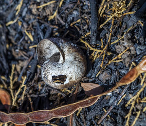Close-up of crab on field