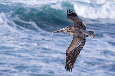 Seagull flying in the sea