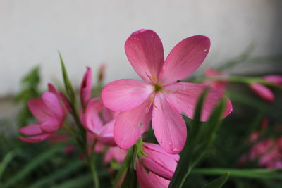 Close-up of pink flowers