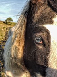 Close-up of horse