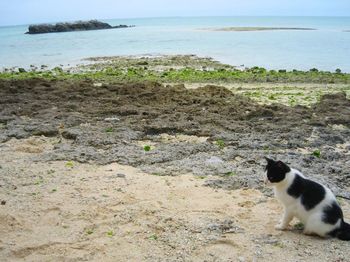 View of cat on beach