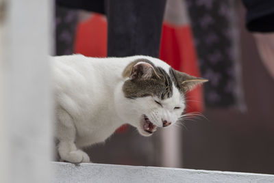 Close-up of a cat looking away