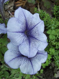 Close-up of purple flower