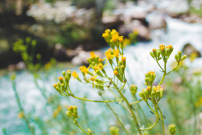 Close-up of yellow flowers growing in field