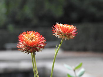 Close-up of red flowering plant