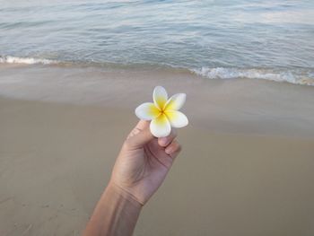 Cropped hand holding frangipani at beach