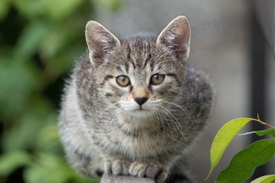 Close-up portrait of cat