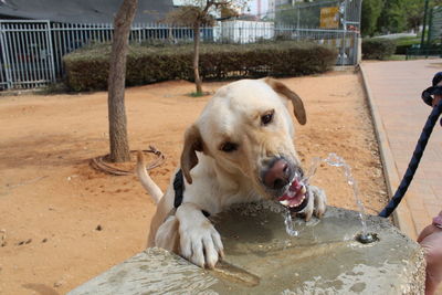 Close-up of dog drinking water