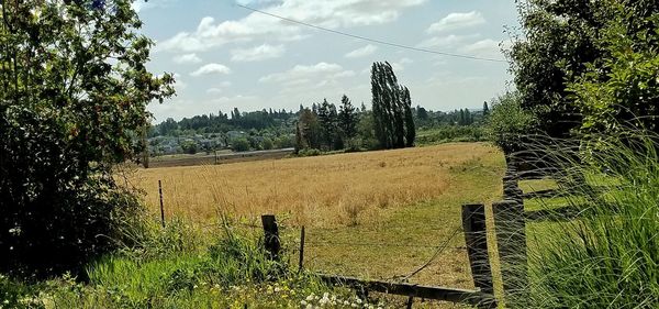 Scenic view of field against sky
