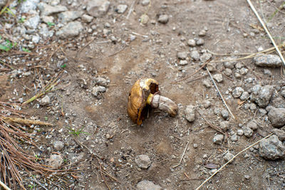 High angle view of an animal on field