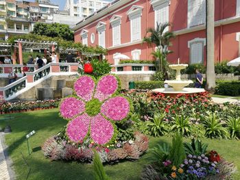 Pink flowering plants by building in city