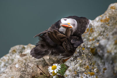 Close-up of owl perching on flower